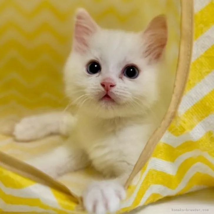 ID:2303-01112の子猫
