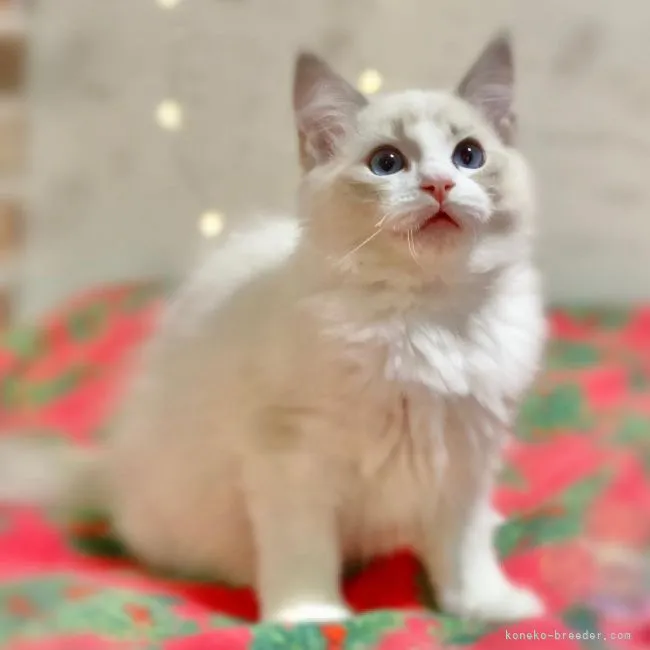 ID:2111-02288の子猫