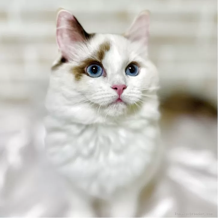 ID:2502-01762の子猫