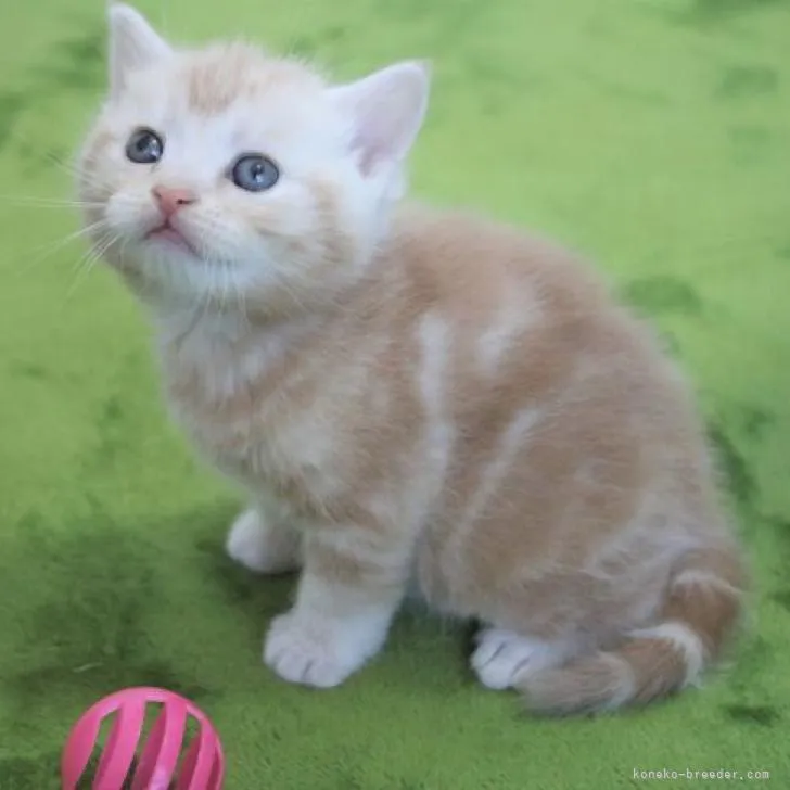 ID:2303-00539の子猫