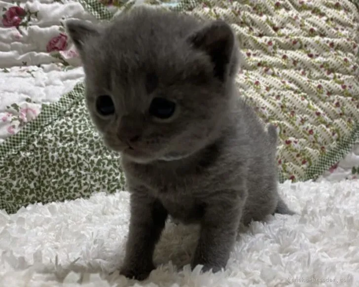 ID:2107-01942の子猫