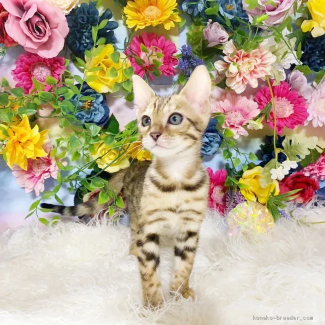 ID:2101-01557の子猫