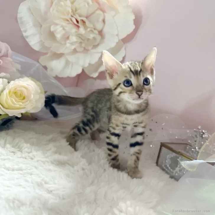 ID:2406-02564の子猫