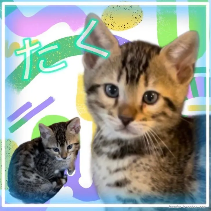 ID:2304-01299の子猫