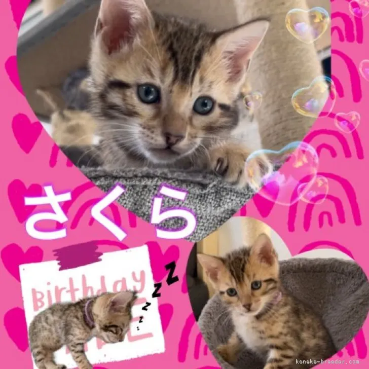 ID:2308-00829の子猫