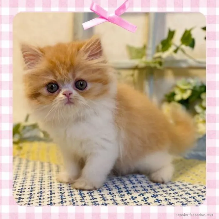 ID:2210-00965の子猫