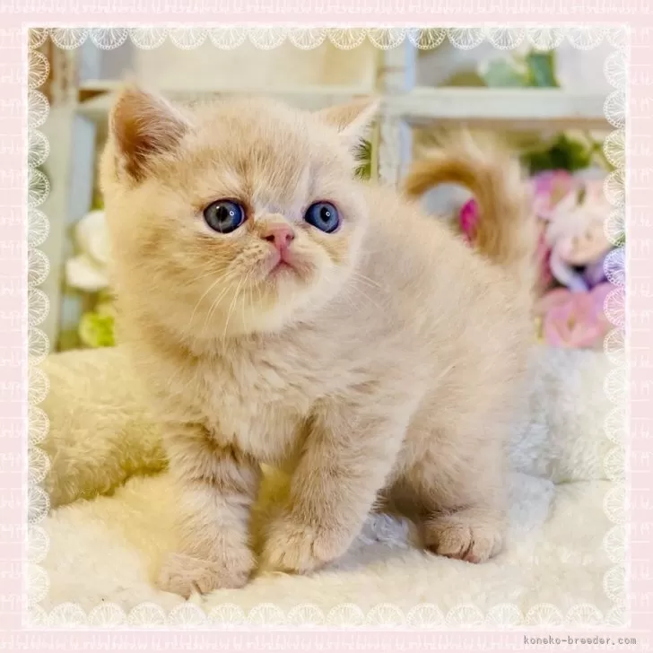 ID:2405-03201の子猫