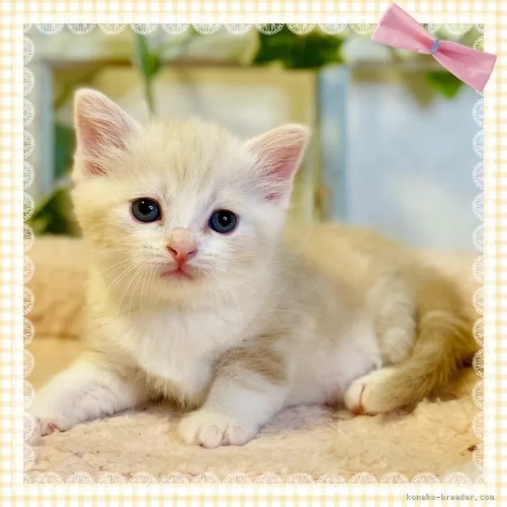 ID:2409-02311の子猫