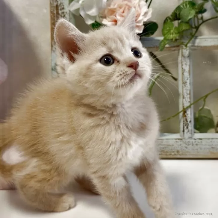 ID:2504-01286の子猫