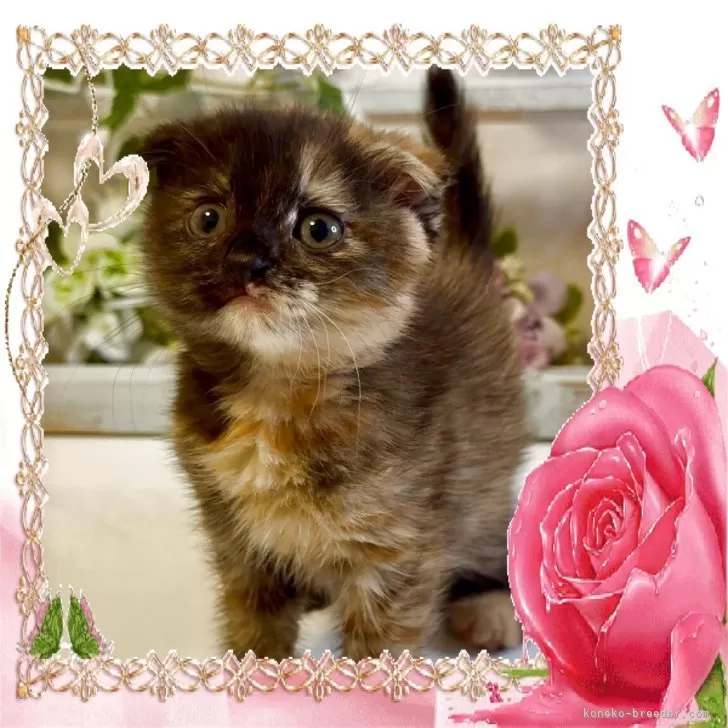 T.Y 様のお迎えした子猫
