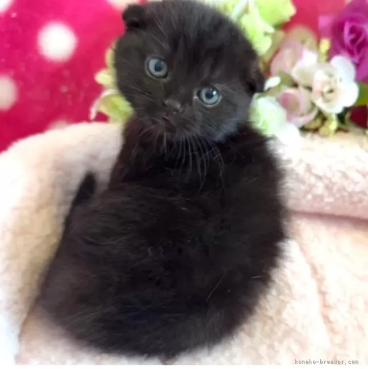 ID:2412-02647の子猫