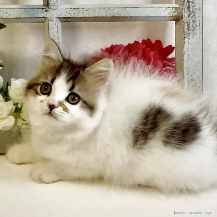 ID:2504-01685の子猫