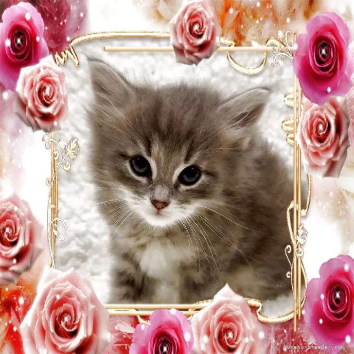 ID:2504-02818の子猫