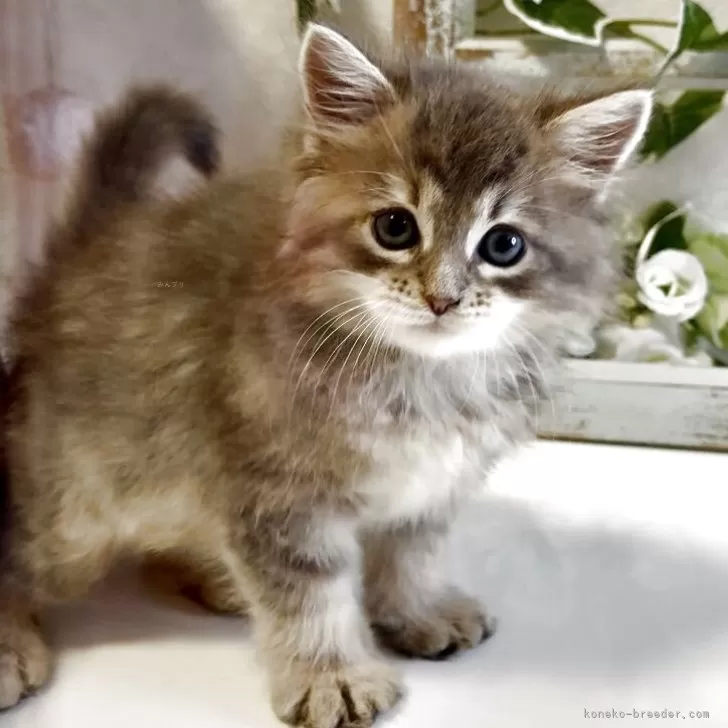 Y.K 様のお迎えした子猫