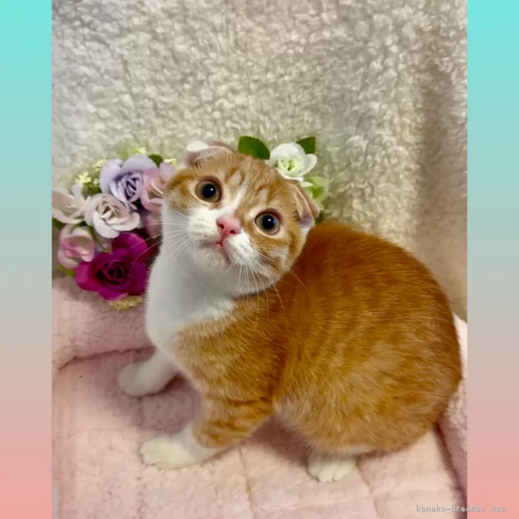 ID:2411-02452の子猫