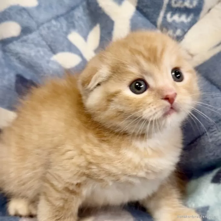 ID:2503-00269の子猫