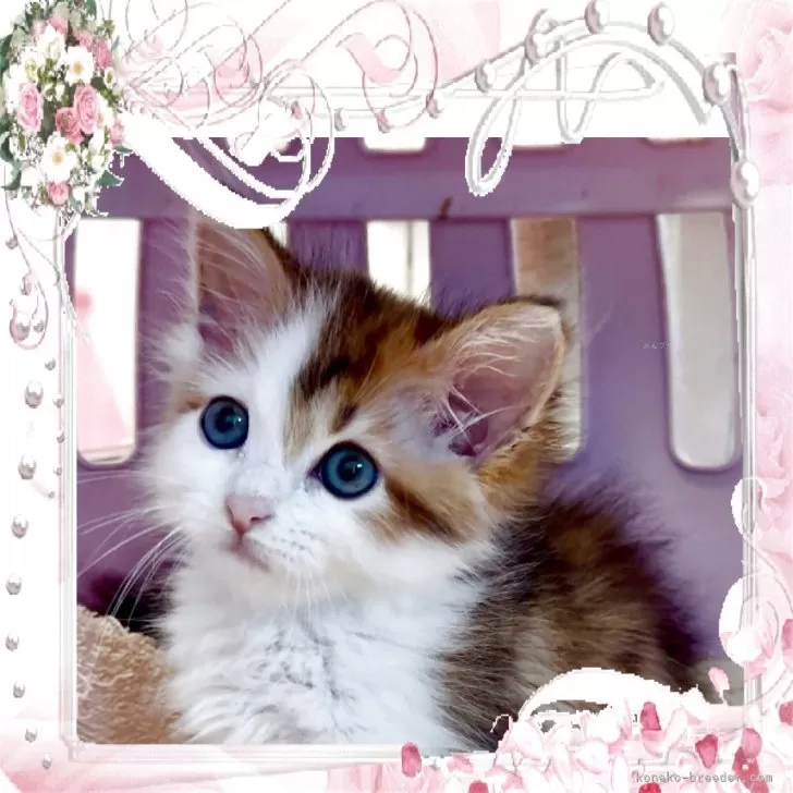 hana 様のお迎えした子猫