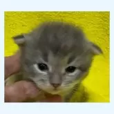 サイベリアン