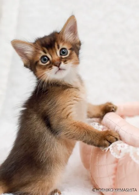 ID:2009-01285の子猫