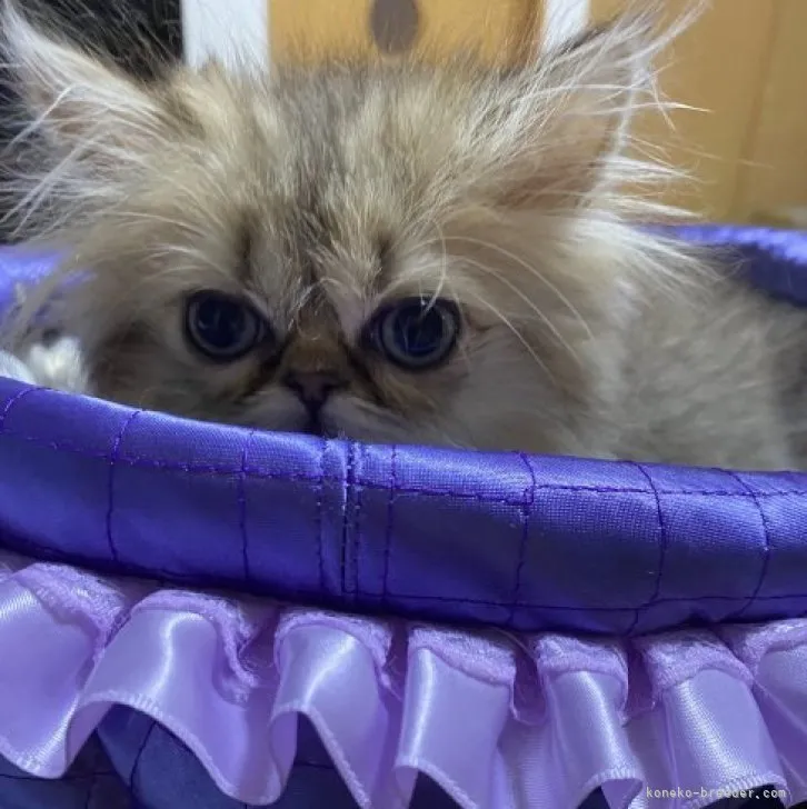 ID:2306-00482の子猫