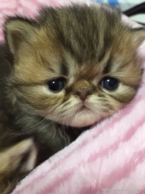 ID:1604-00169の子猫