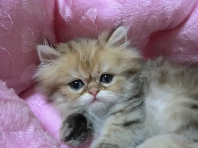 ID:1209-00015の子猫