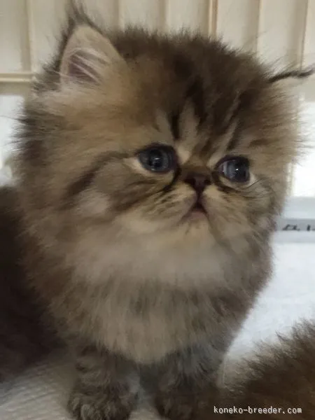 ID:1506-00616の子猫