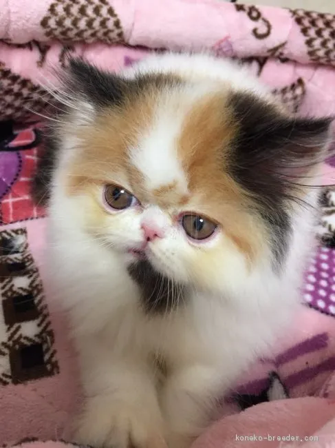 ID:1906-01336の子猫
