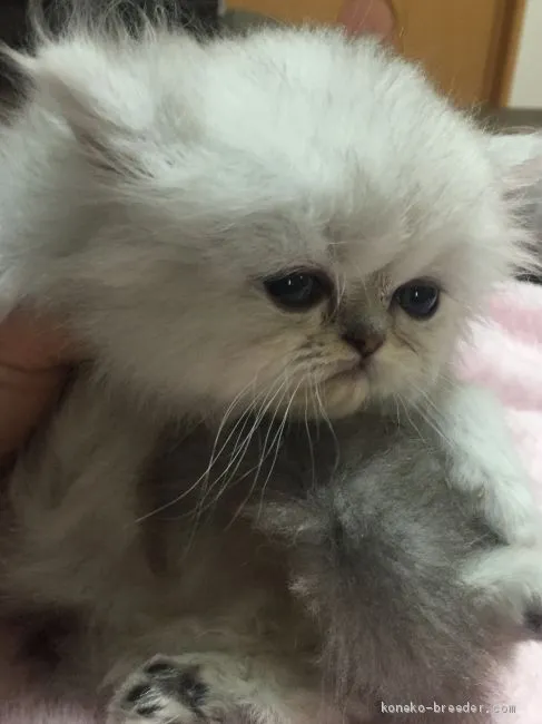 ID:1904-00992の子猫