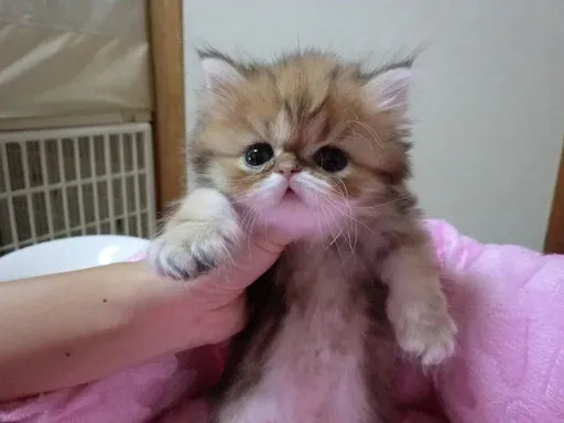 ID:1208-00097の子猫