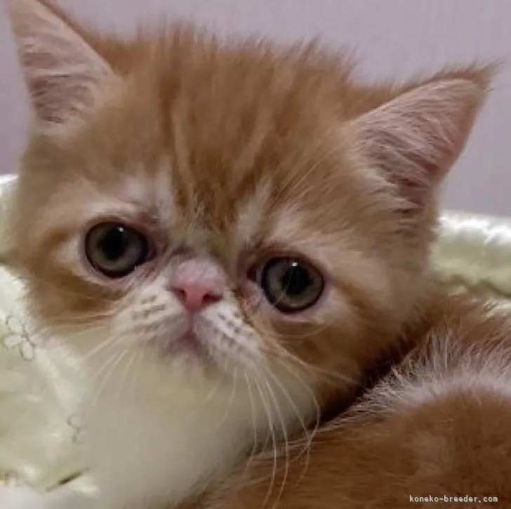 ID:2307-02590の子猫