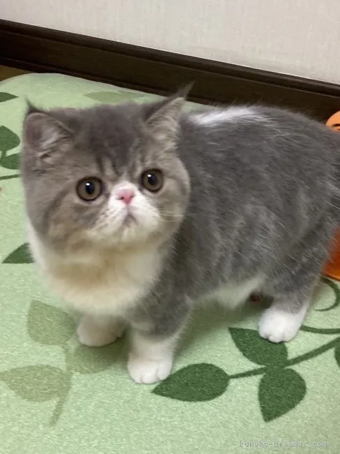 ID：2107-02804の子猫