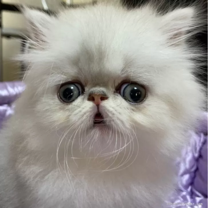 ID:2405-00337の子猫