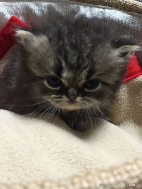 ID:1907-00557の子猫