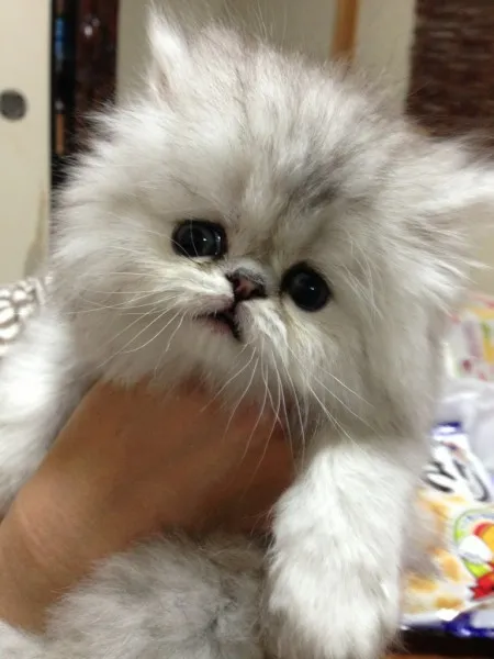 ID:1304-00192の子猫