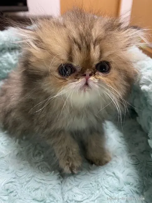 ID:2009-01526の子猫