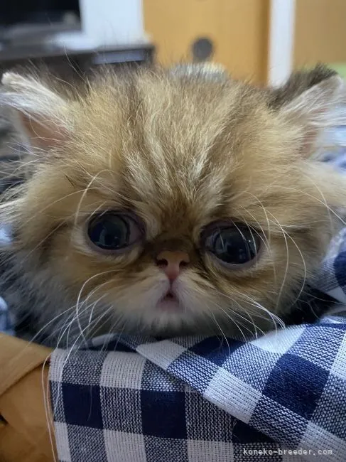 ID:2106-00387の子猫