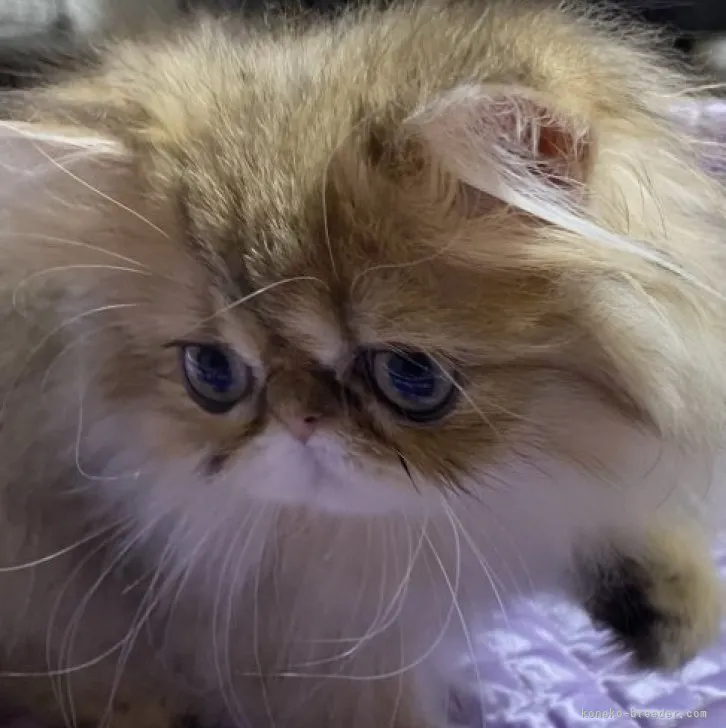 ID:2306-02486の子猫