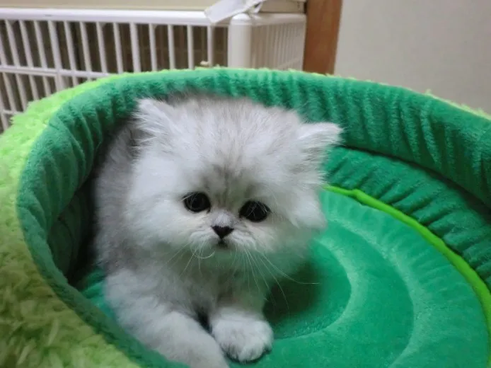 ID:1303-00074の子猫