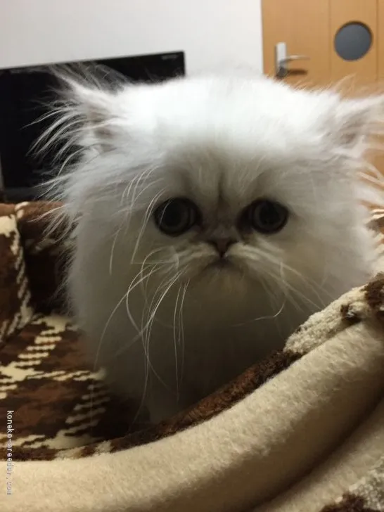 ID:1912-00988の子猫