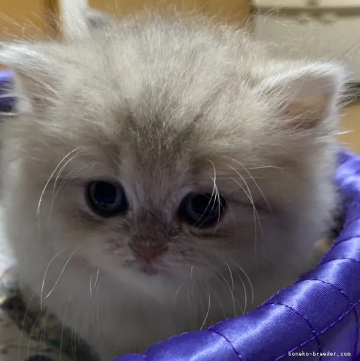 ID：2305-00379の子猫