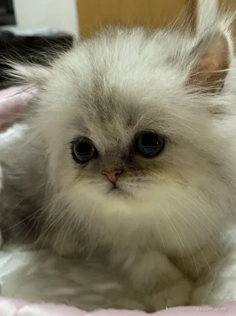 ID:2109-01687の子猫