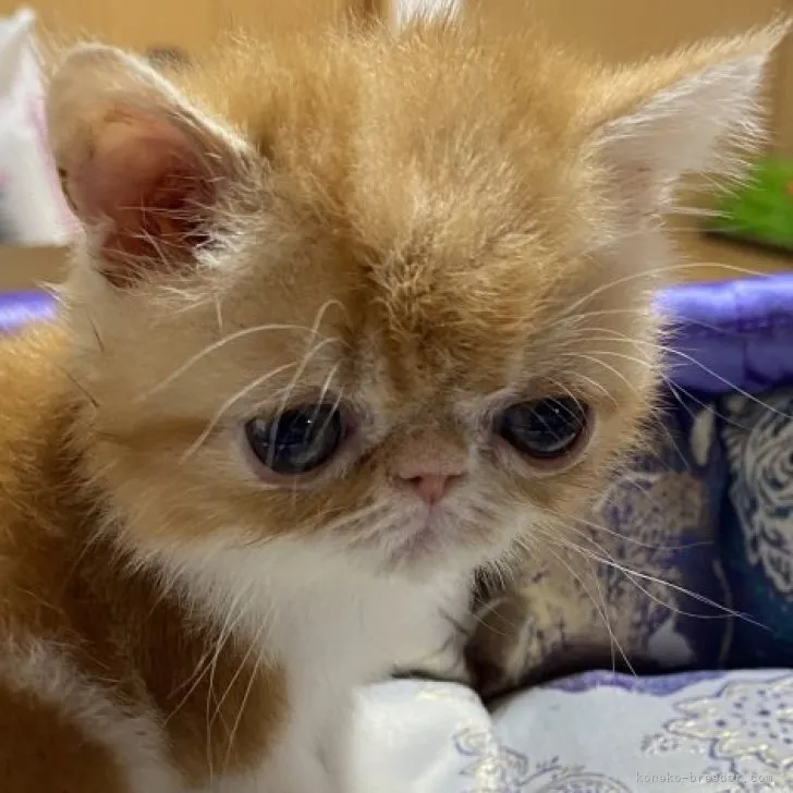 ID：2307-02863の子猫