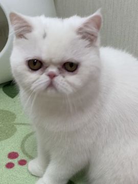 エキゾチックショートヘア【大阪府・女の子・2021年6月15日・ホワイト（ショートヘア）】の写真「お目々クリクリの真っ白な可愛い女の子！！」