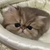 ペルシャ(チンチラ)