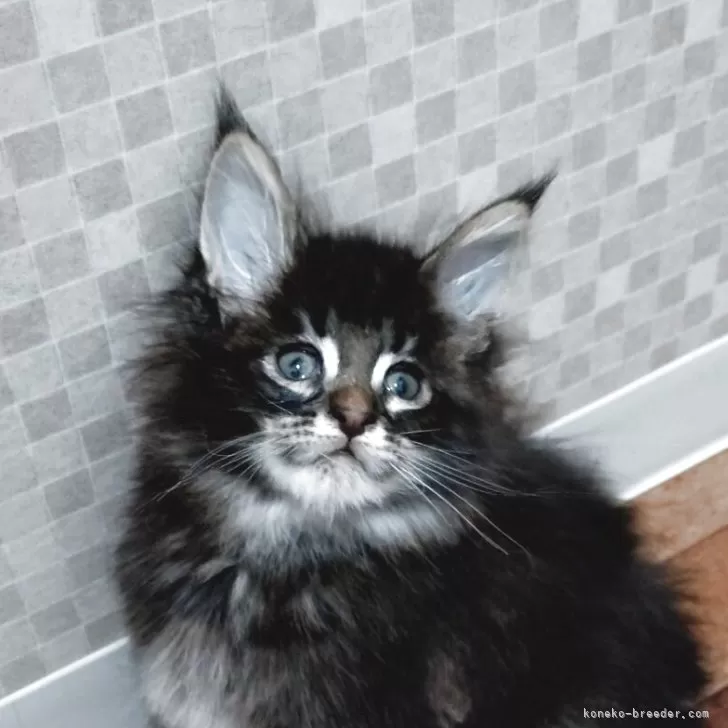 ID:2504-02412の子猫