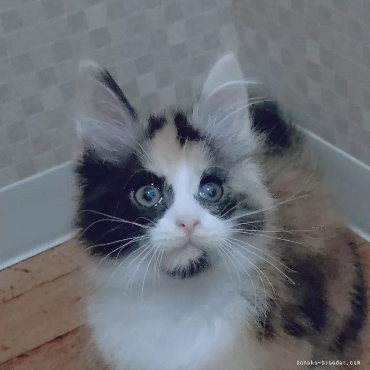 motty 様のお迎えした子猫