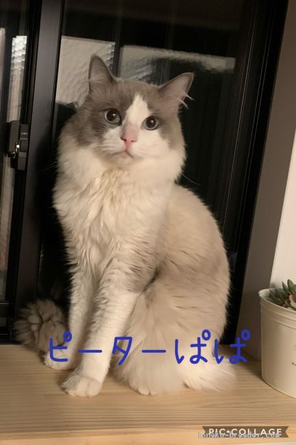 パパのです。少々怖がりで来客が来ると大体キャットウォークから高見の見学をしておりますσ^_^;｜笹本　志歩(ささもと　しほ)ブリーダー(愛知県・ラグドール・ICC登録)の紹介写真3