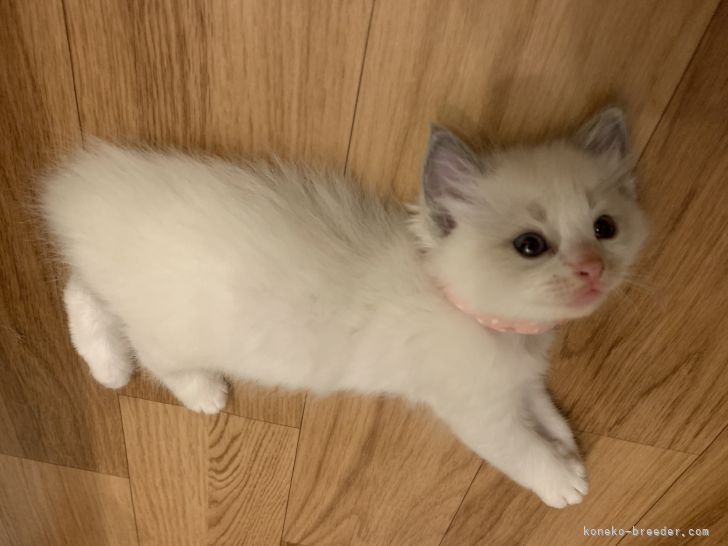n 様のお迎えした子猫