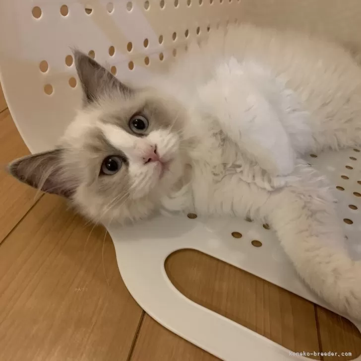 ID:2311-01766の子猫